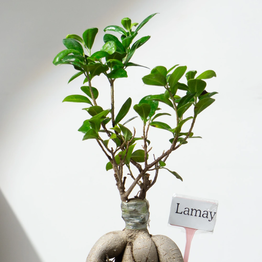 product-gallery
