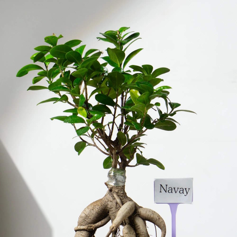 product-gallery