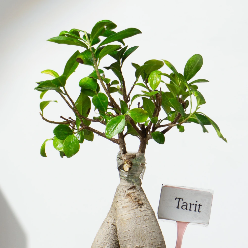 product-gallery