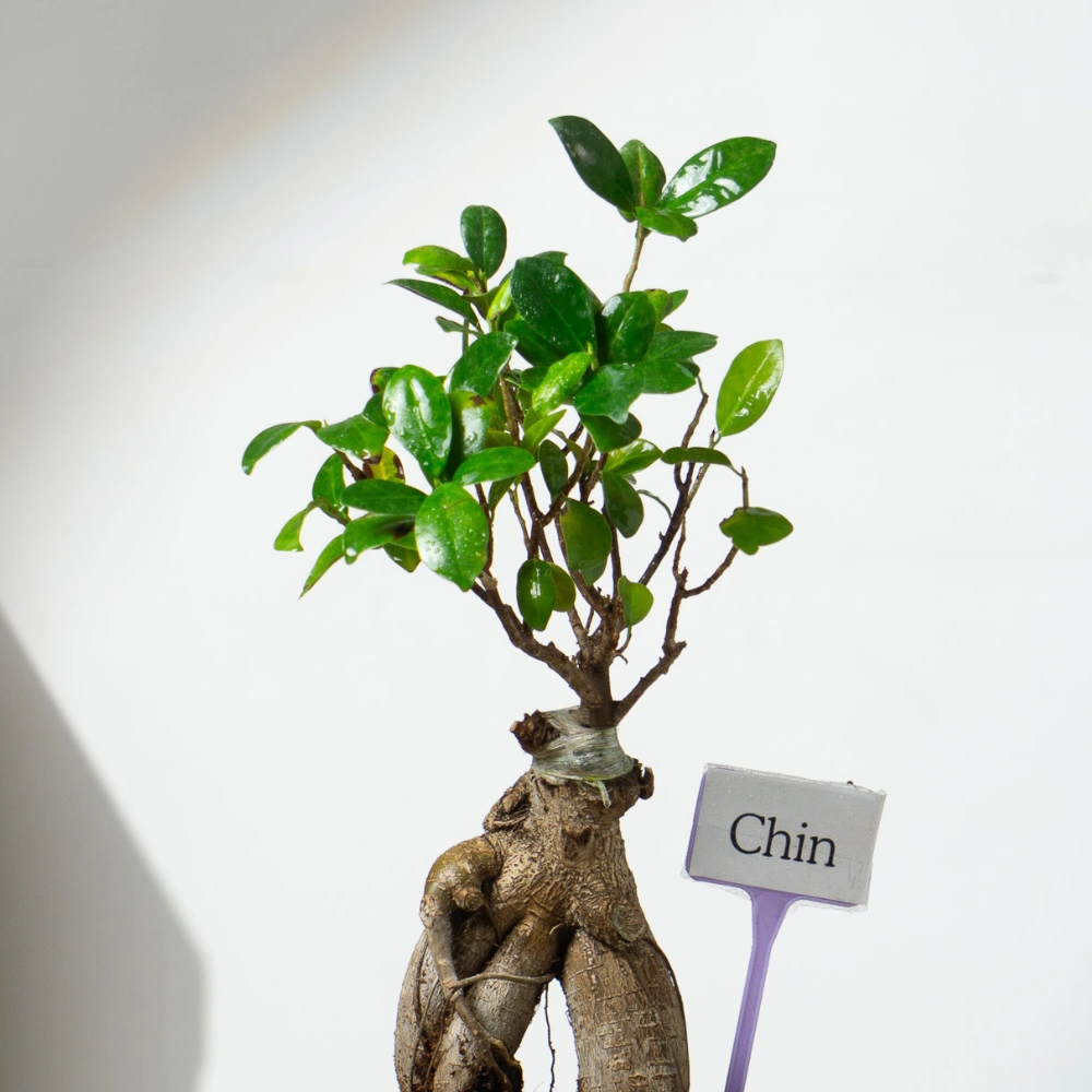 product-gallery