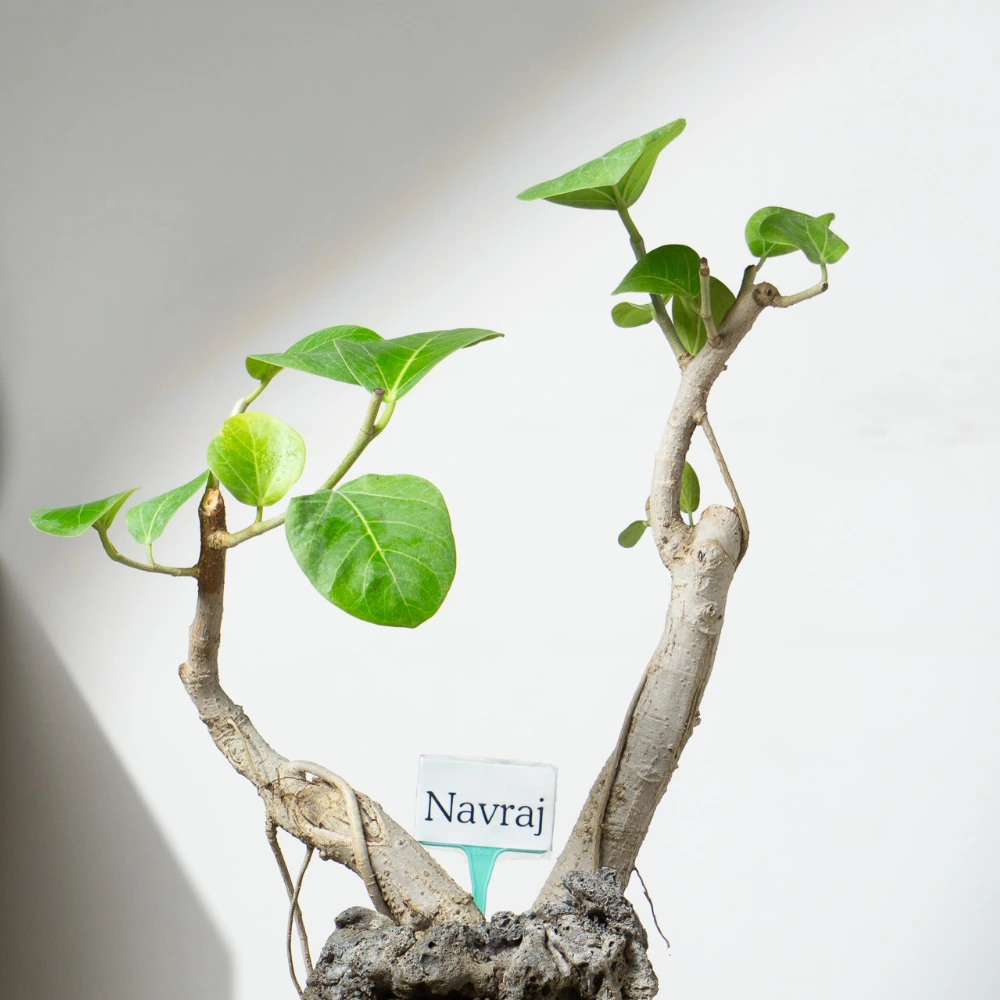 product-gallery