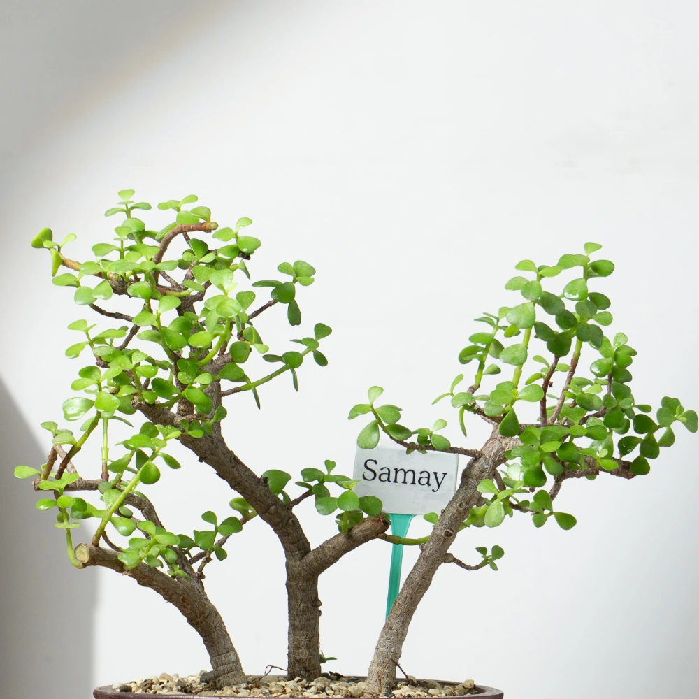 product-gallery