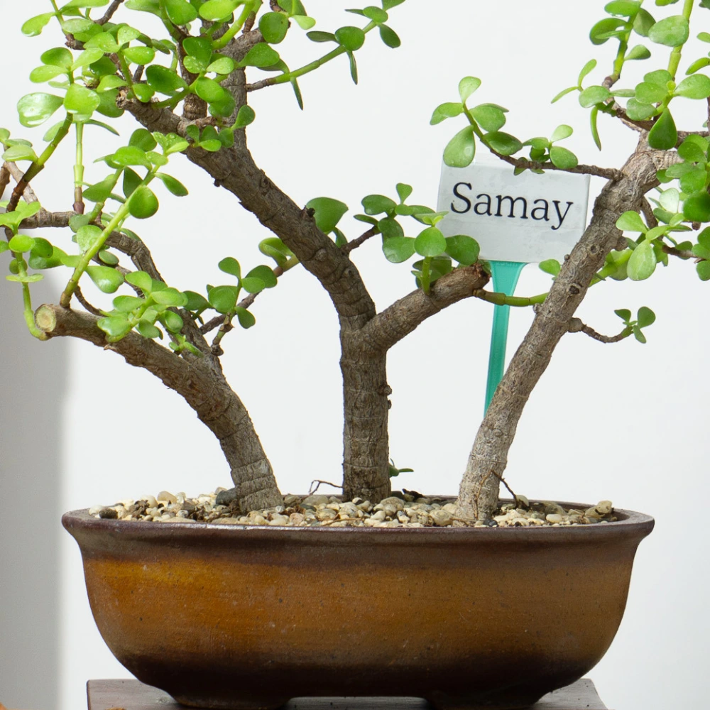 product-gallery