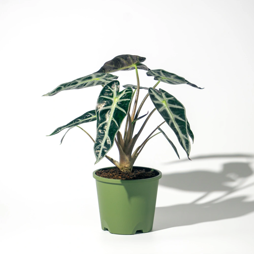 product-gallery