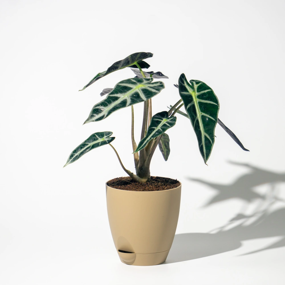 product-gallery