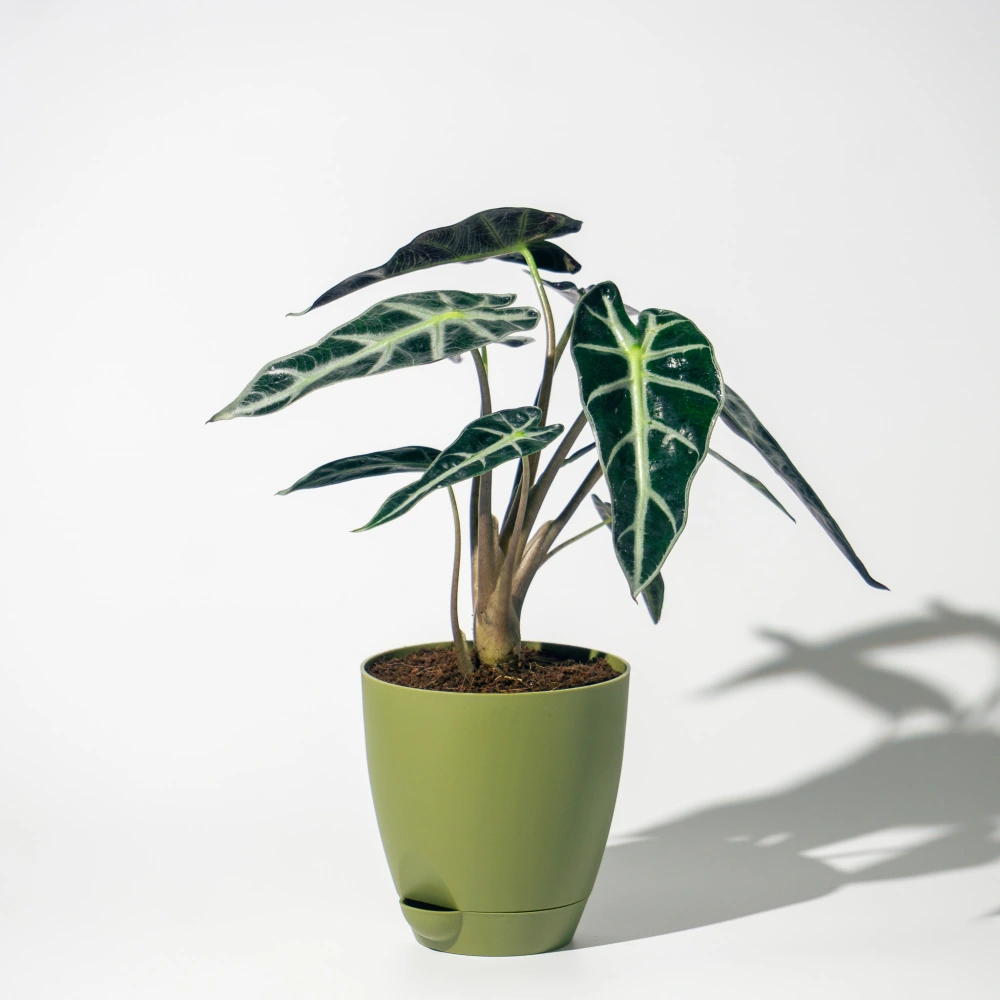 product-gallery