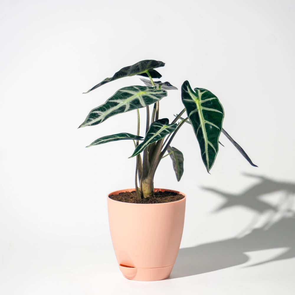 product-gallery
