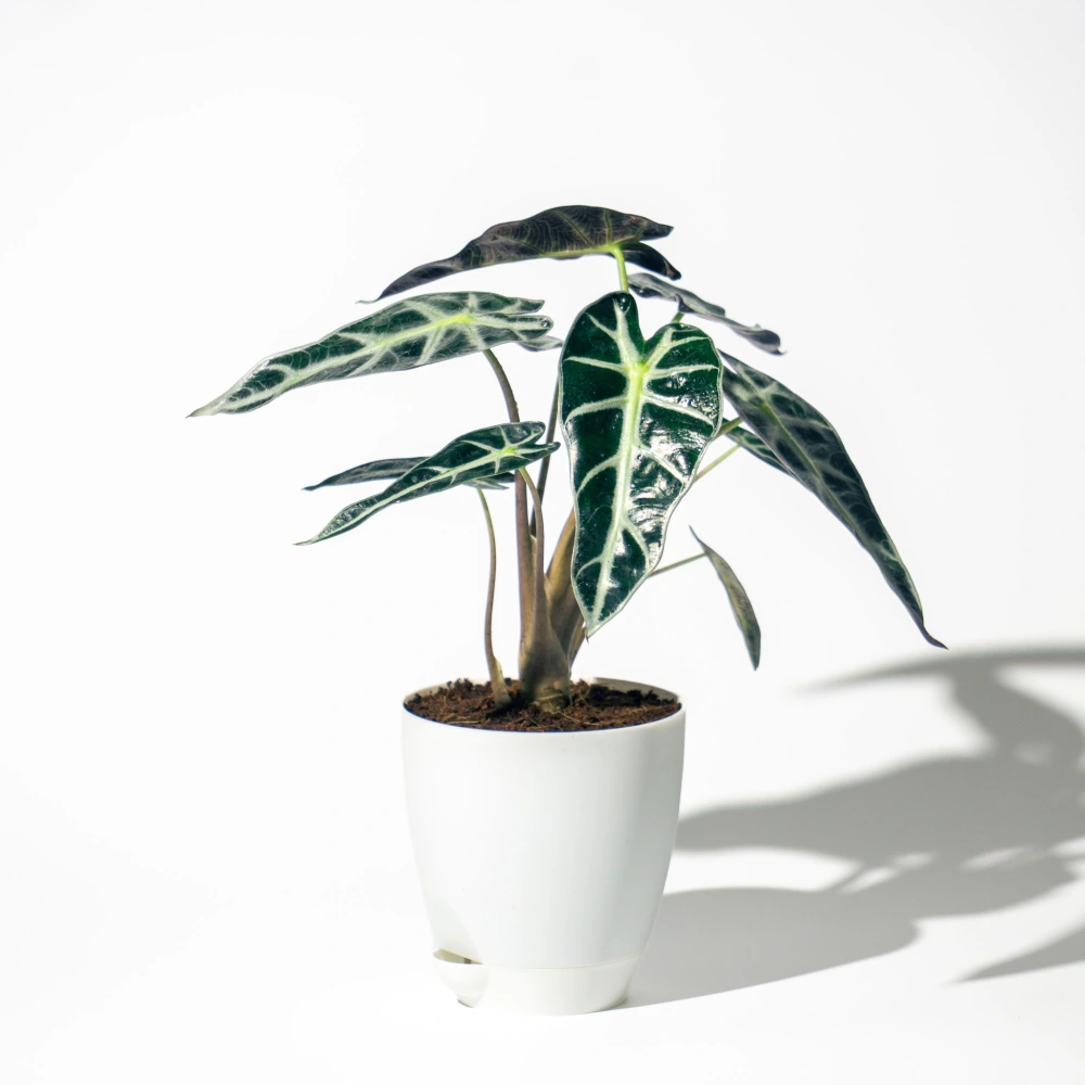 product-gallery