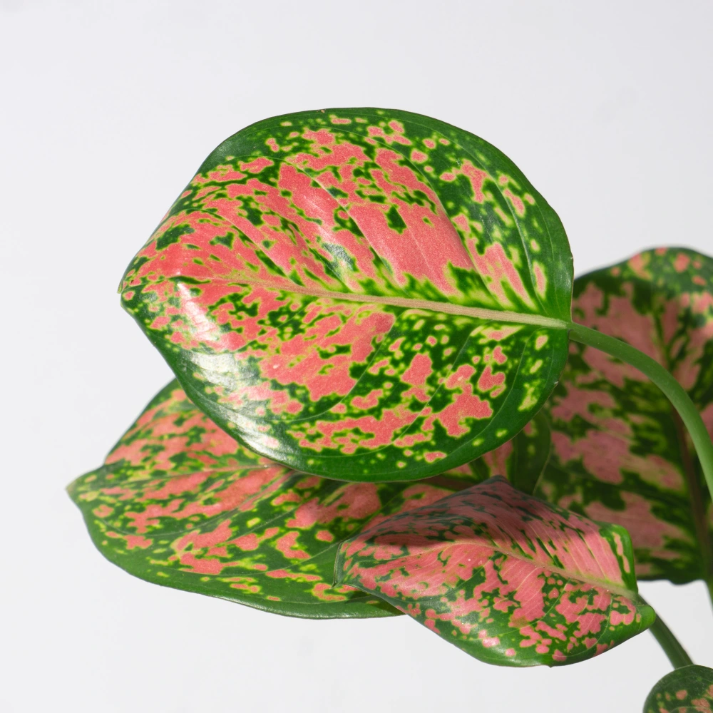 product-gallery