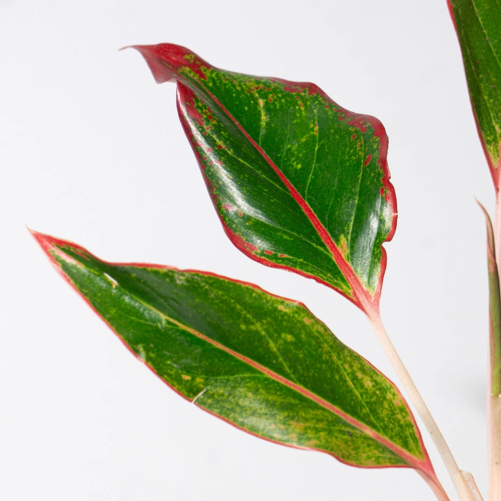 product-gallery