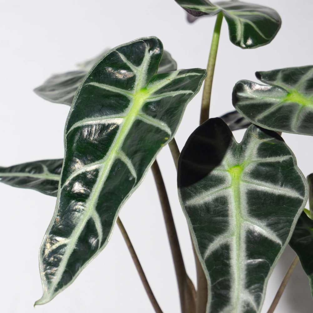 product-gallery