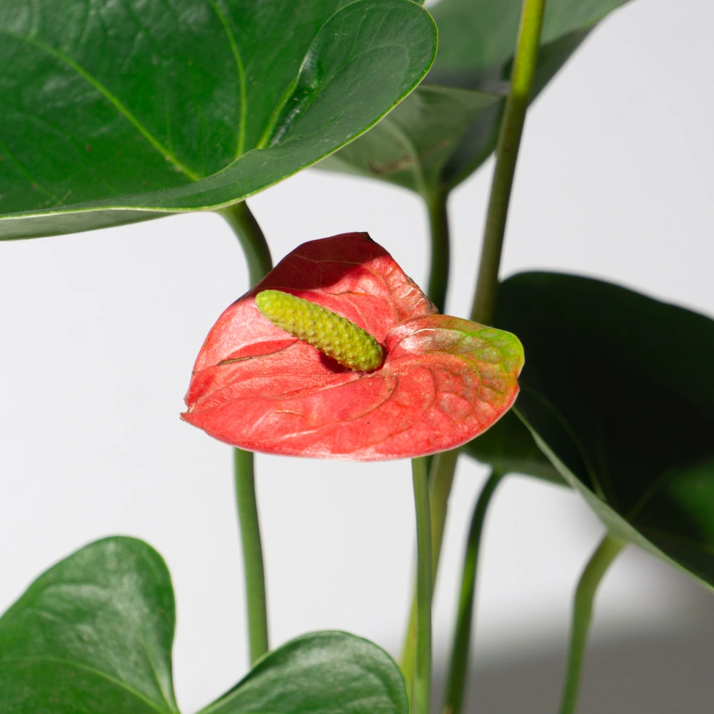 product-gallery