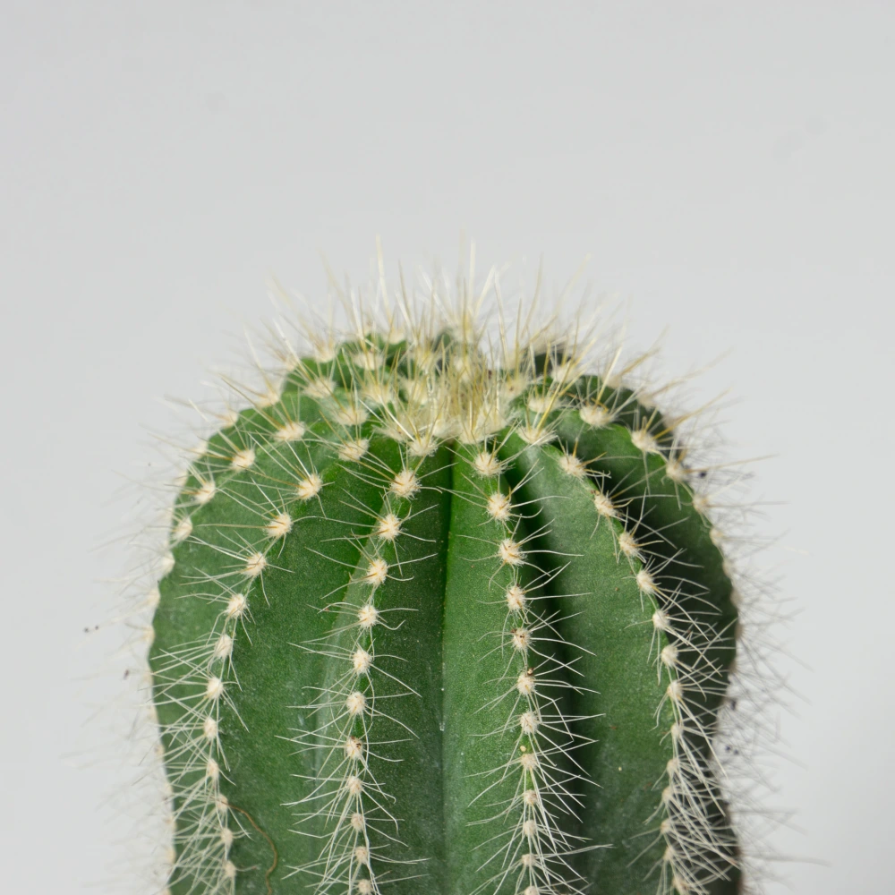 product-gallery