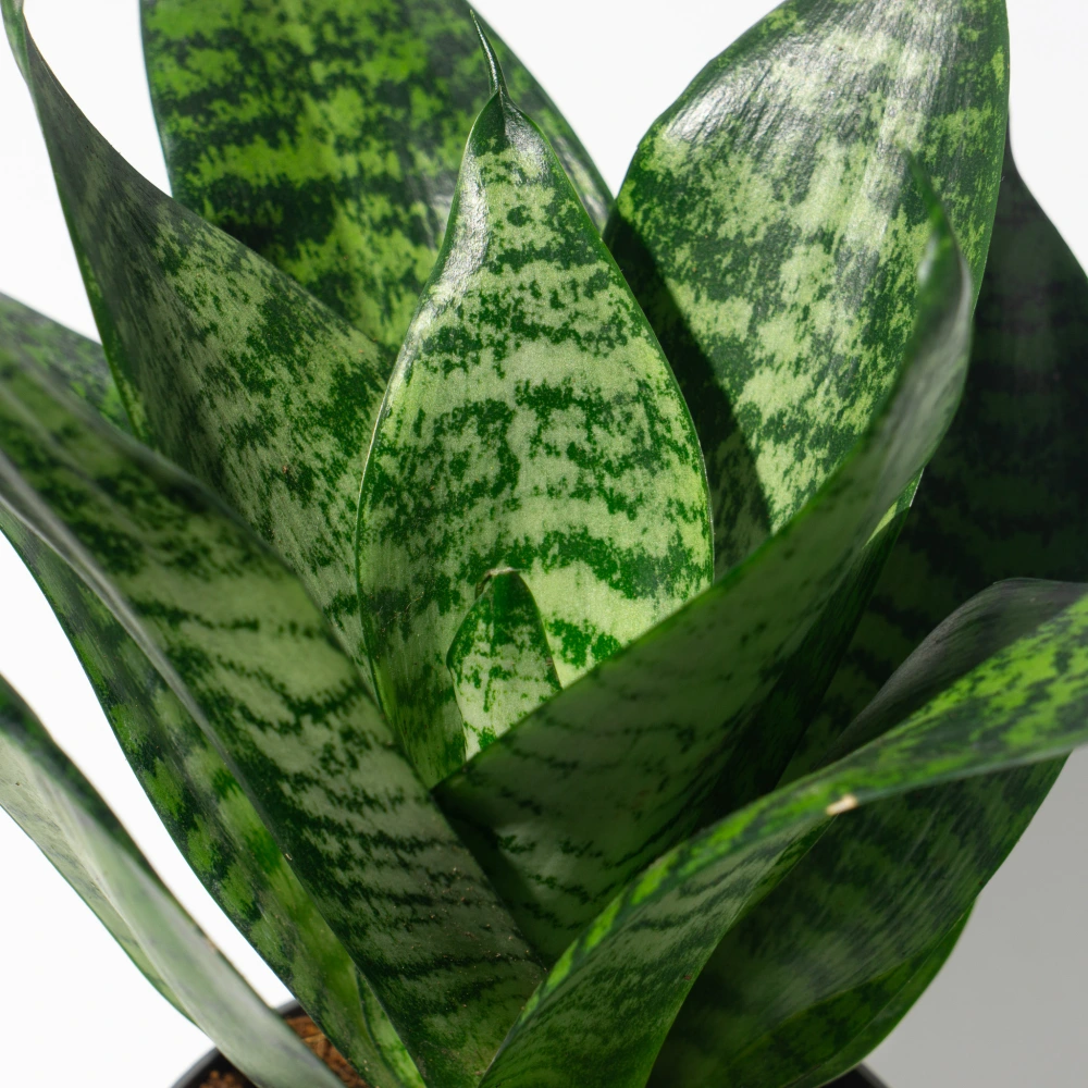 product-gallery