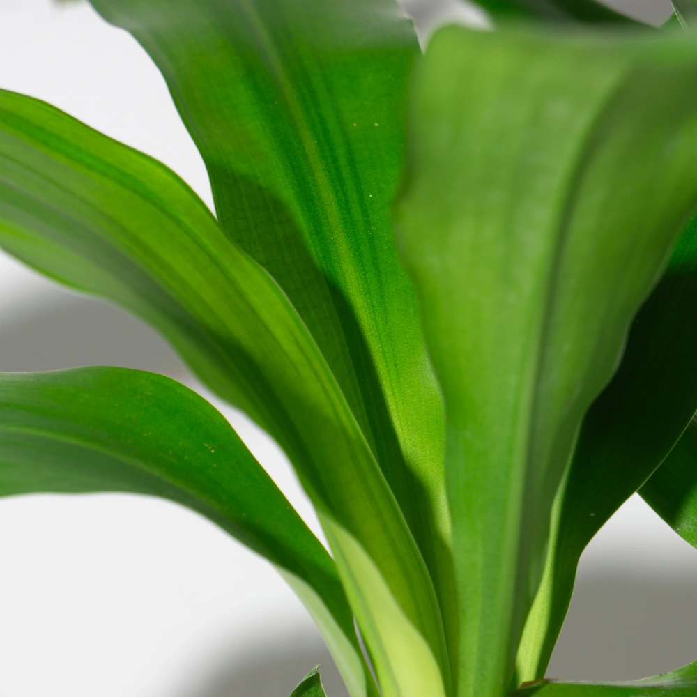 product-gallery