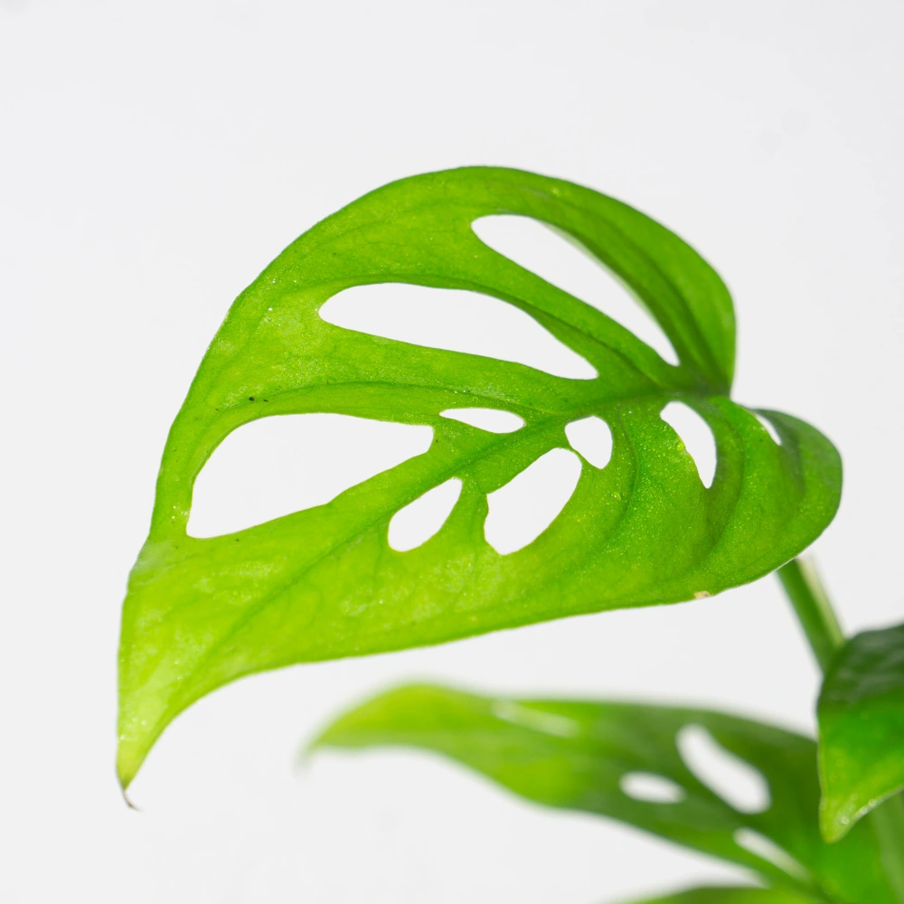 product-gallery