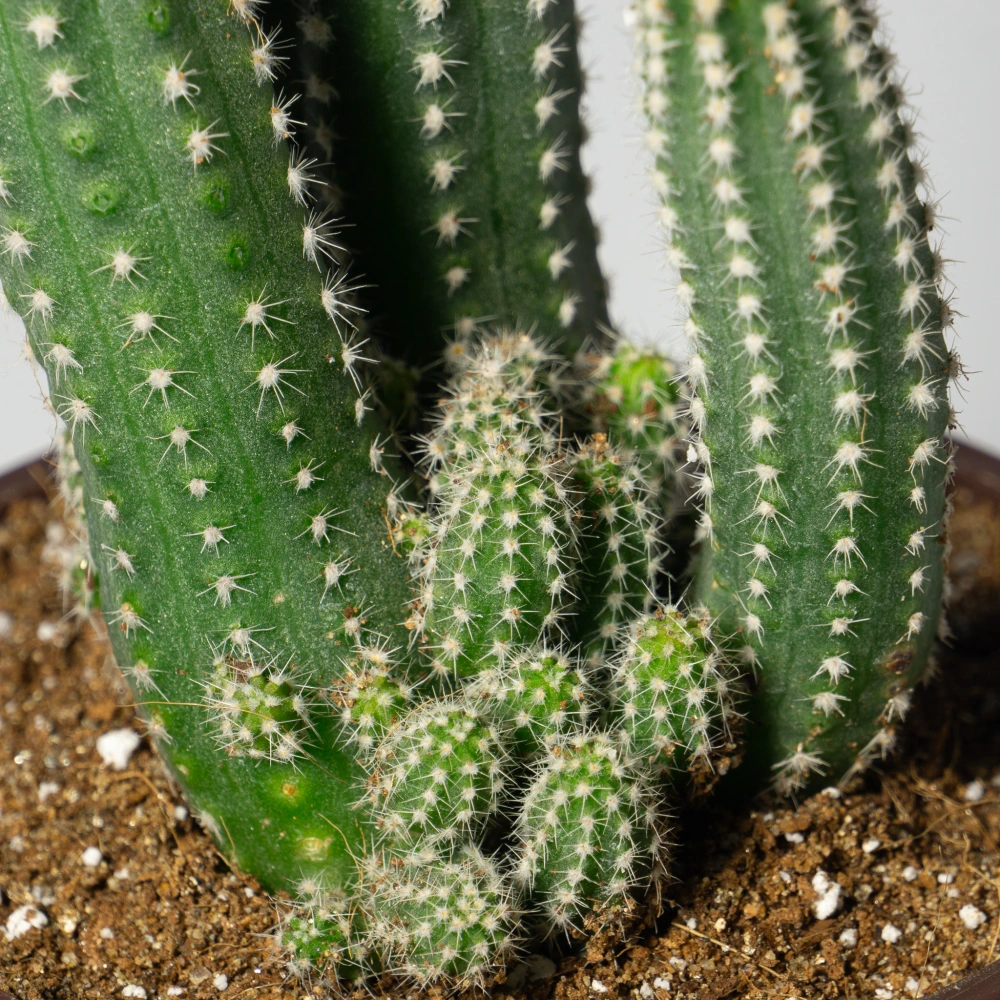 product-gallery
