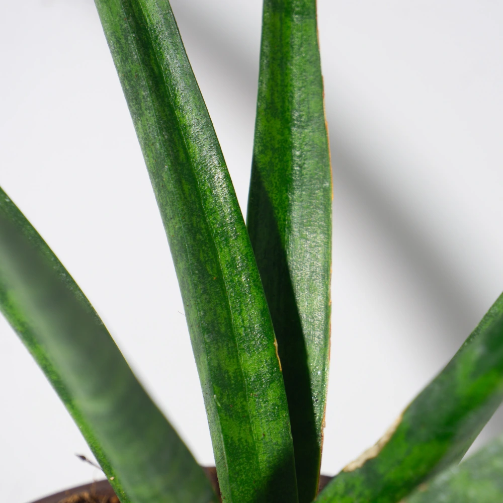 product-gallery