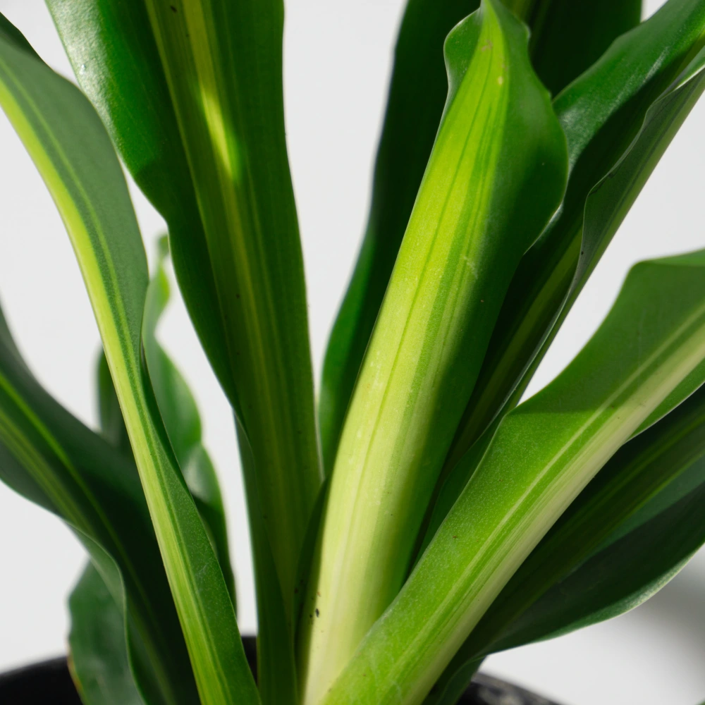 product-gallery