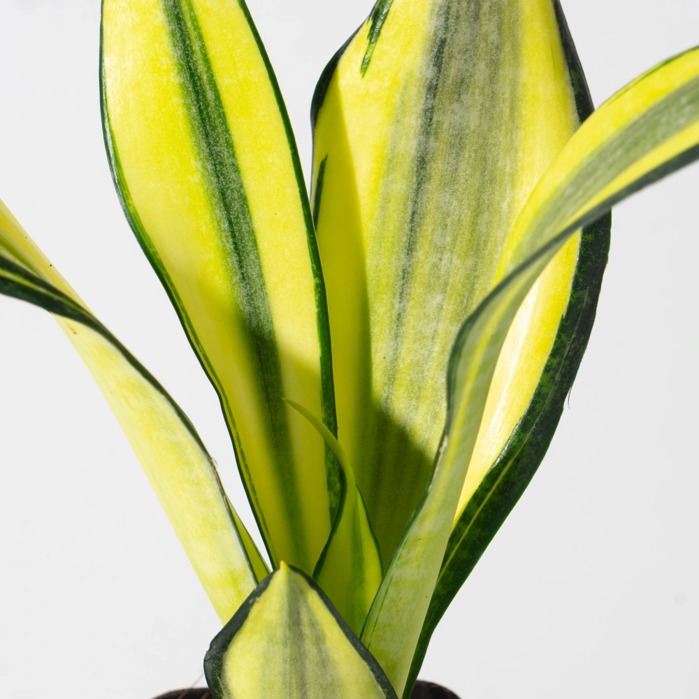 product-gallery