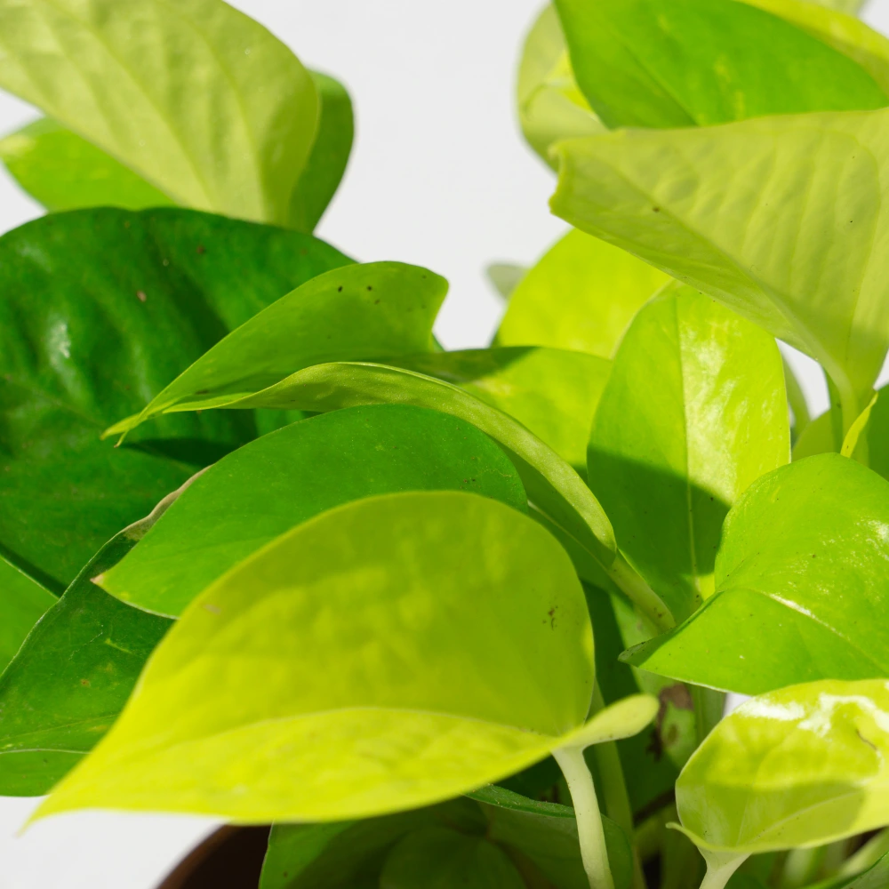 product-gallery