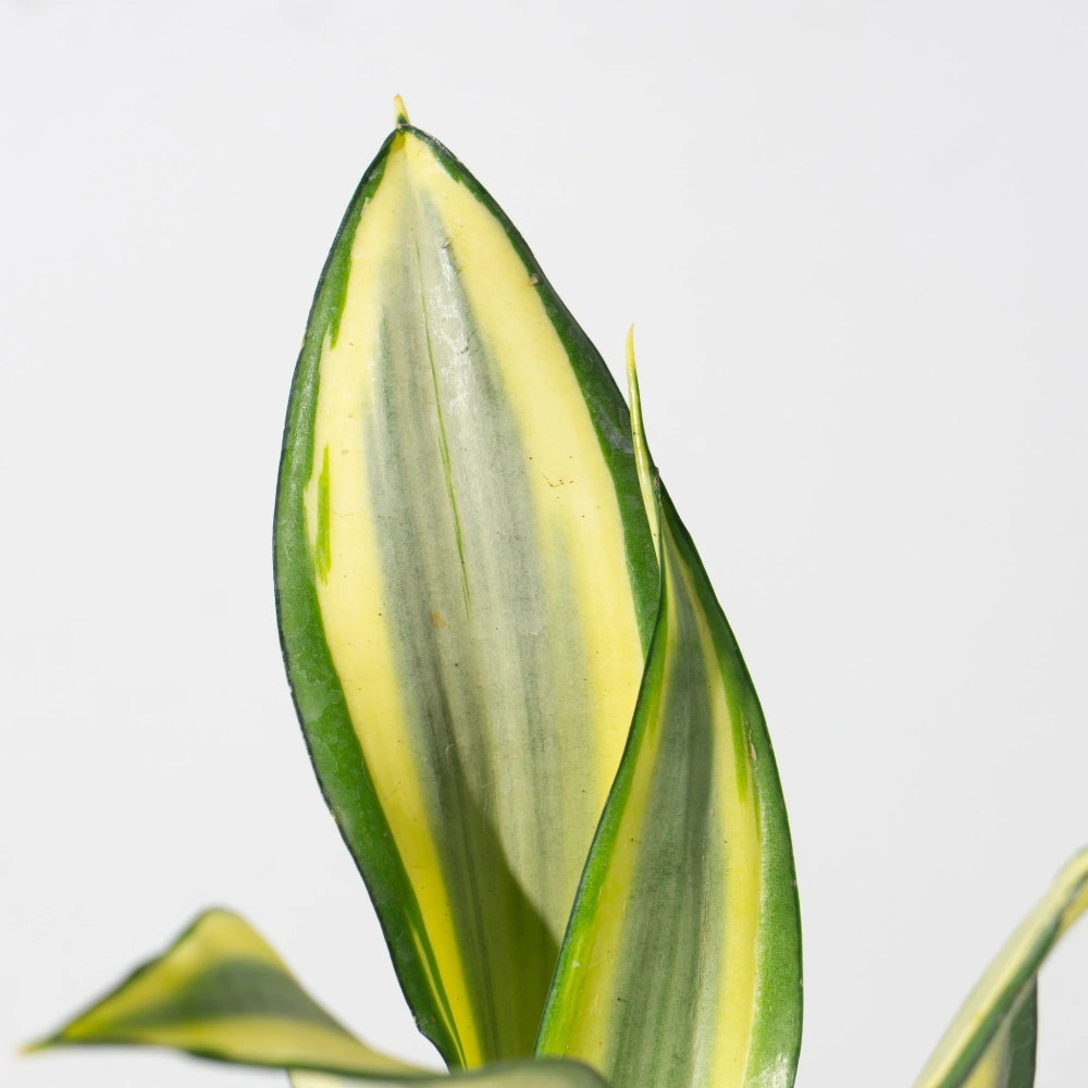 product-gallery
