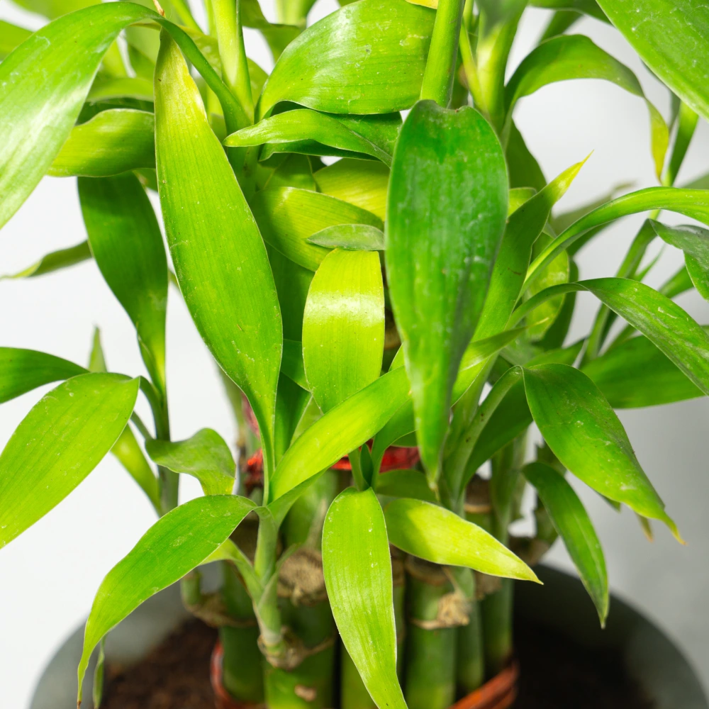 product-gallery