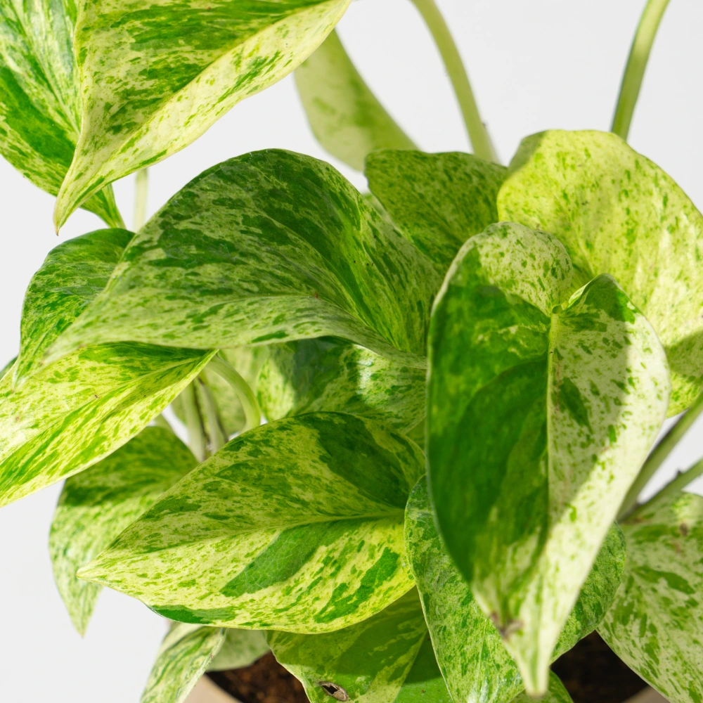 product-gallery