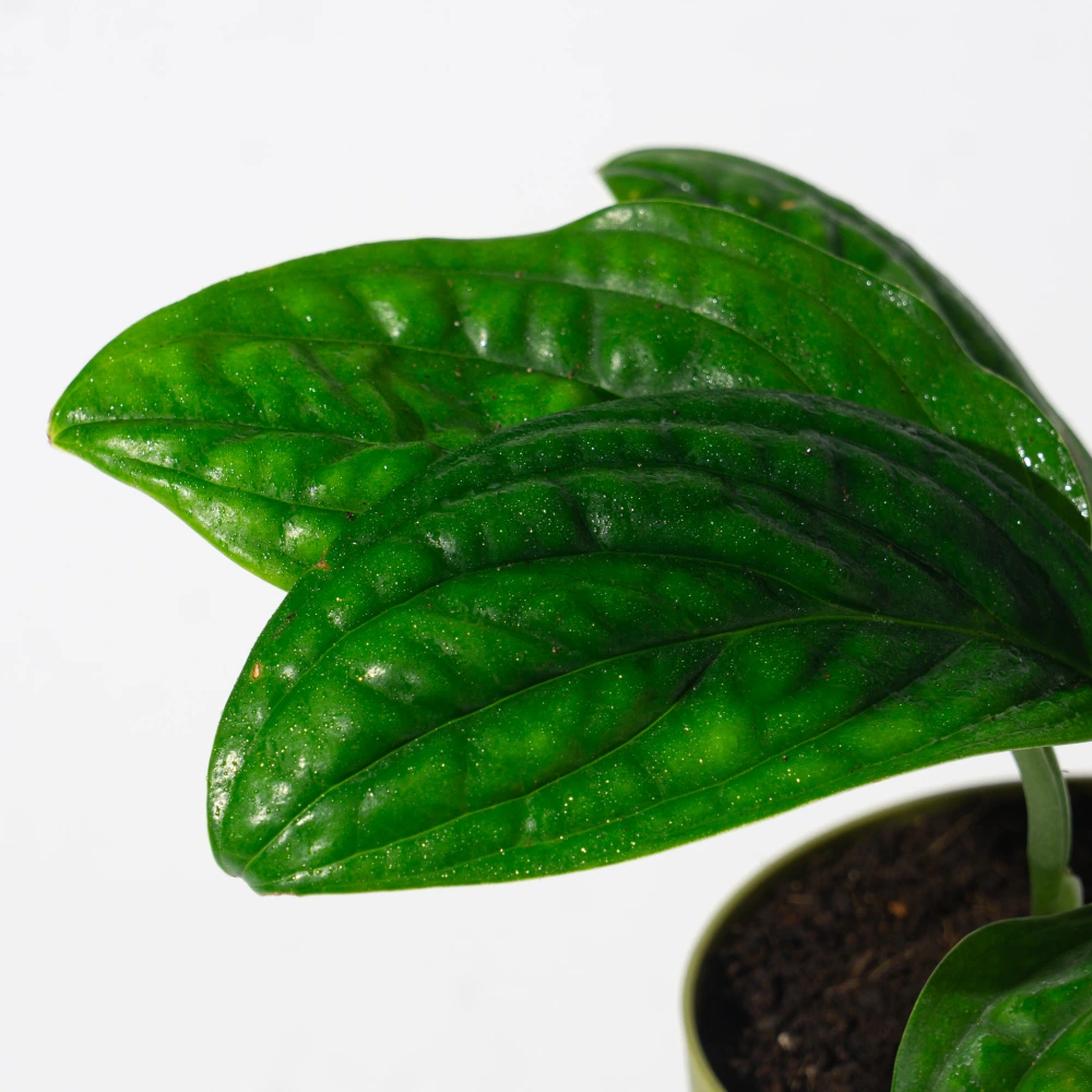 product-gallery