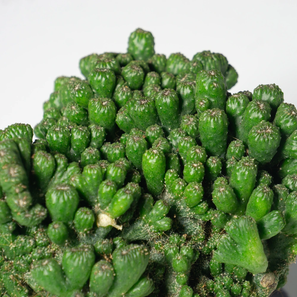 product-gallery