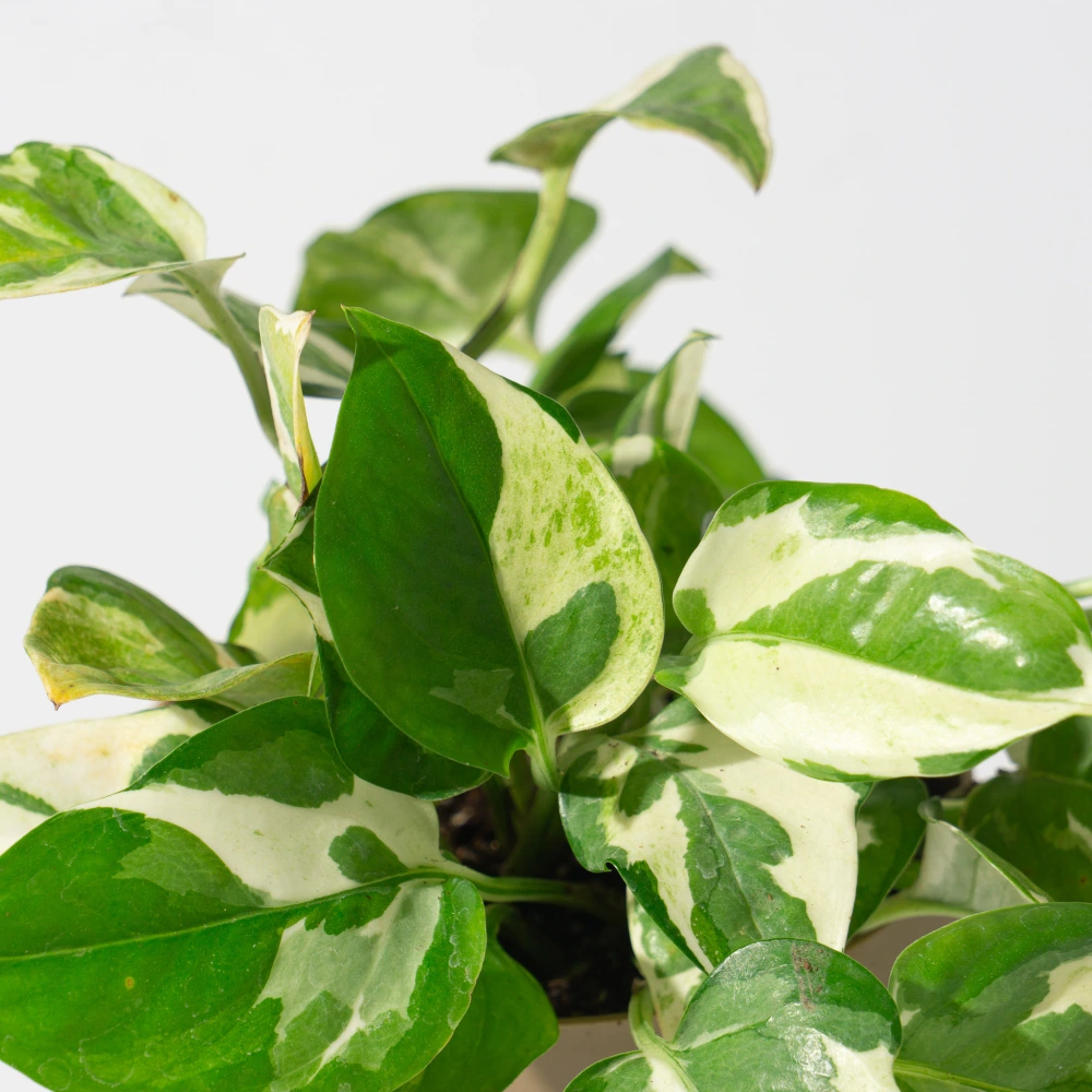 product-gallery