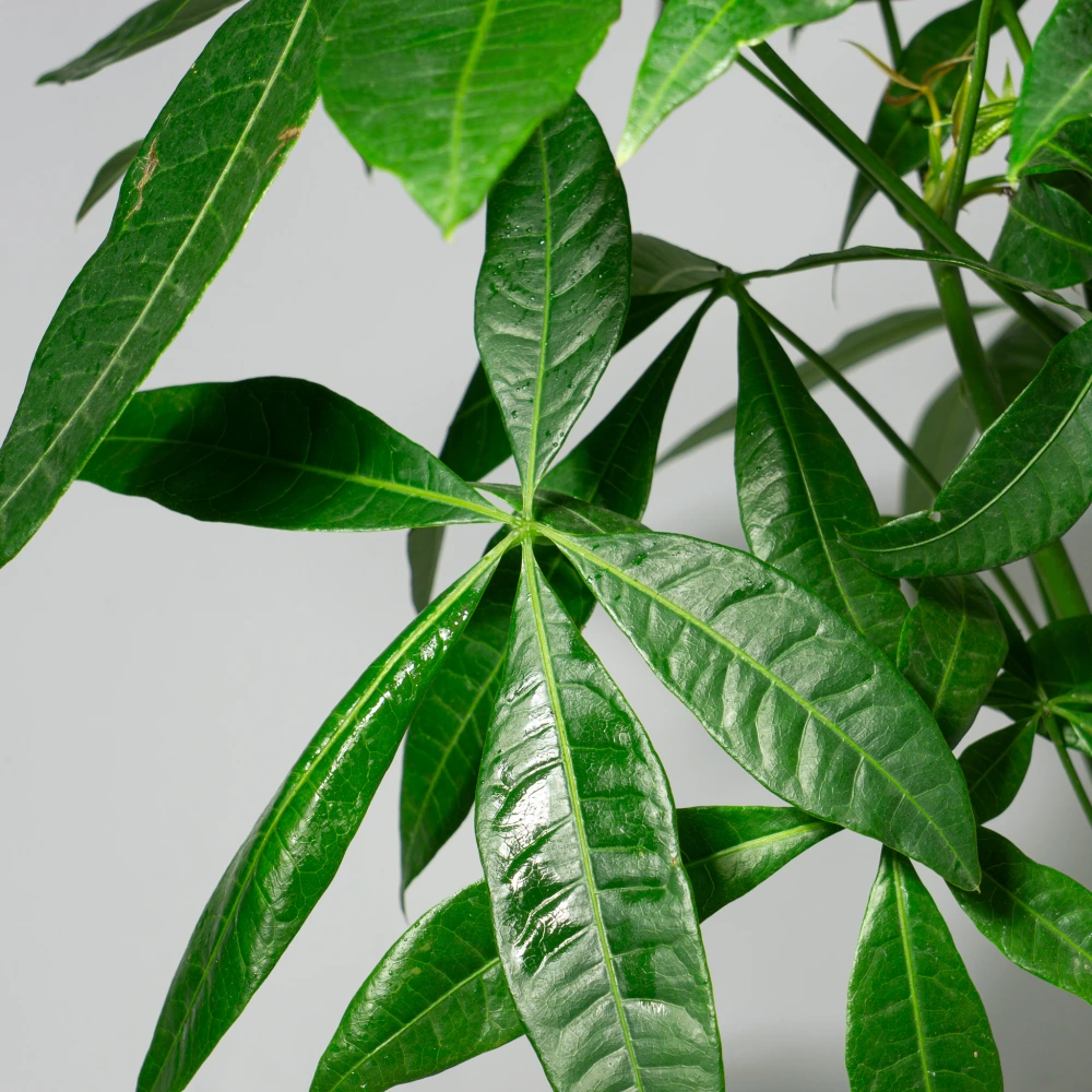 product-gallery
