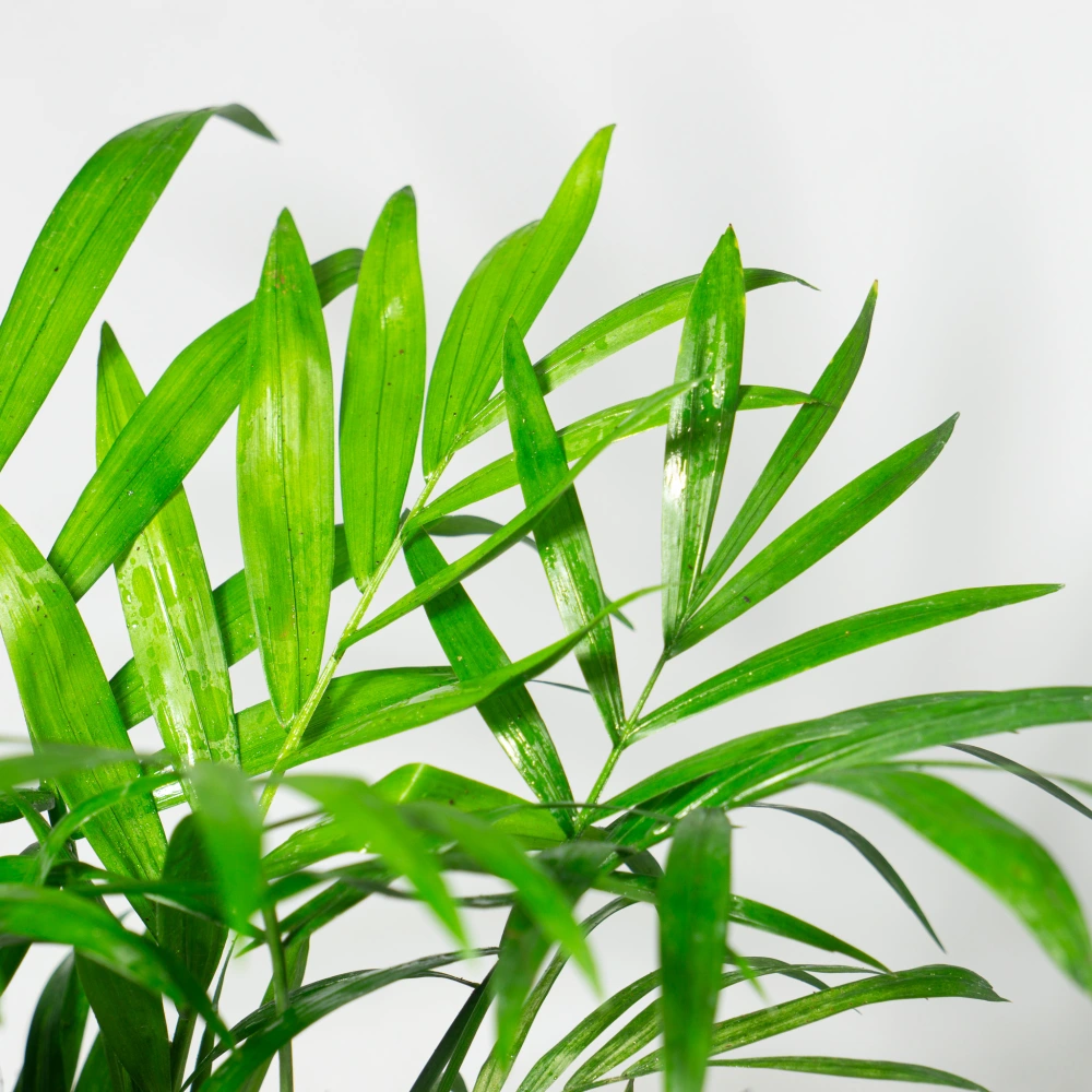 product-gallery