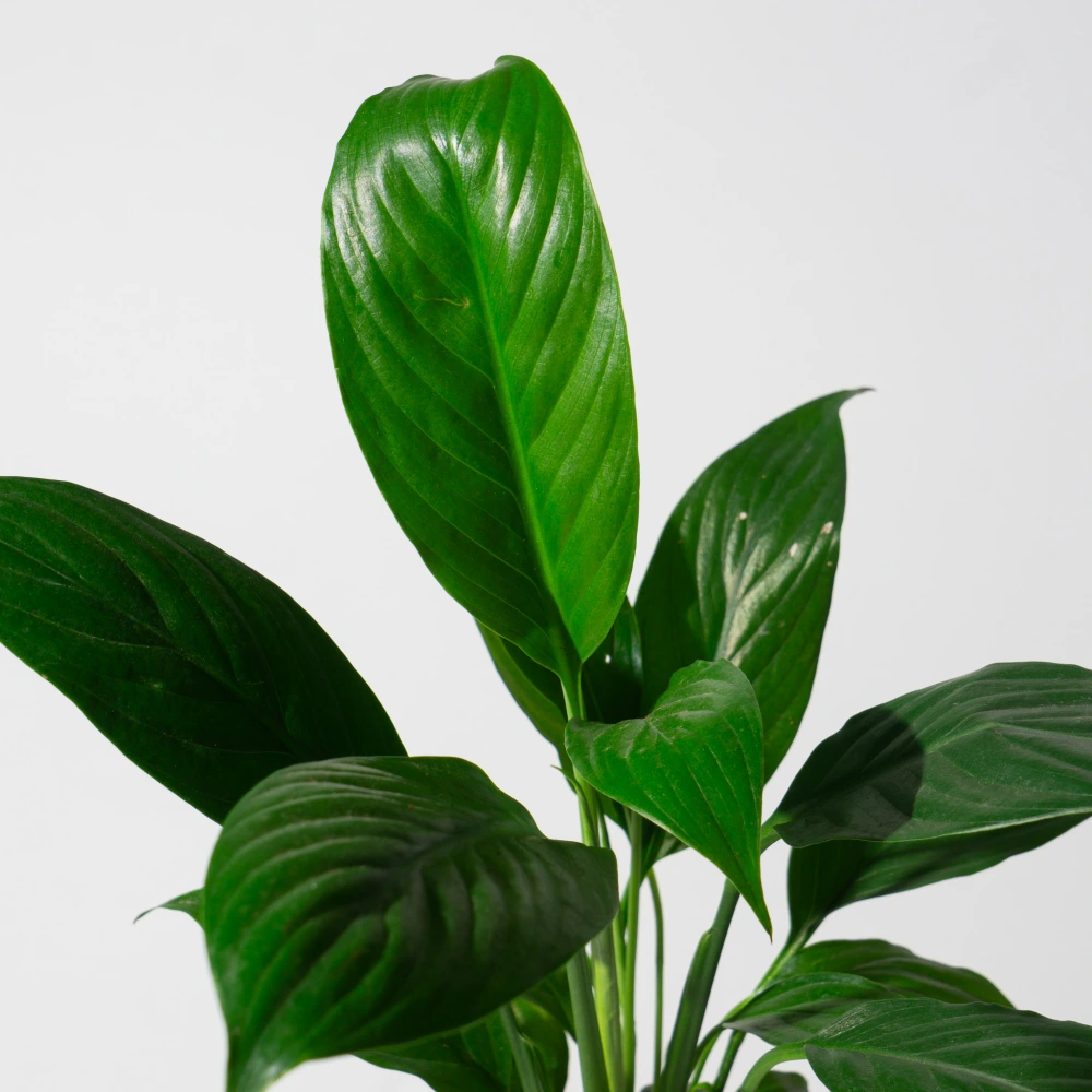 product-gallery
