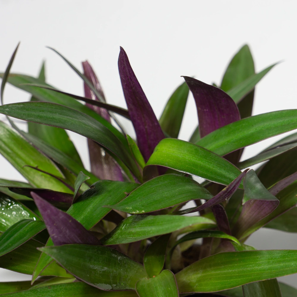 product-gallery