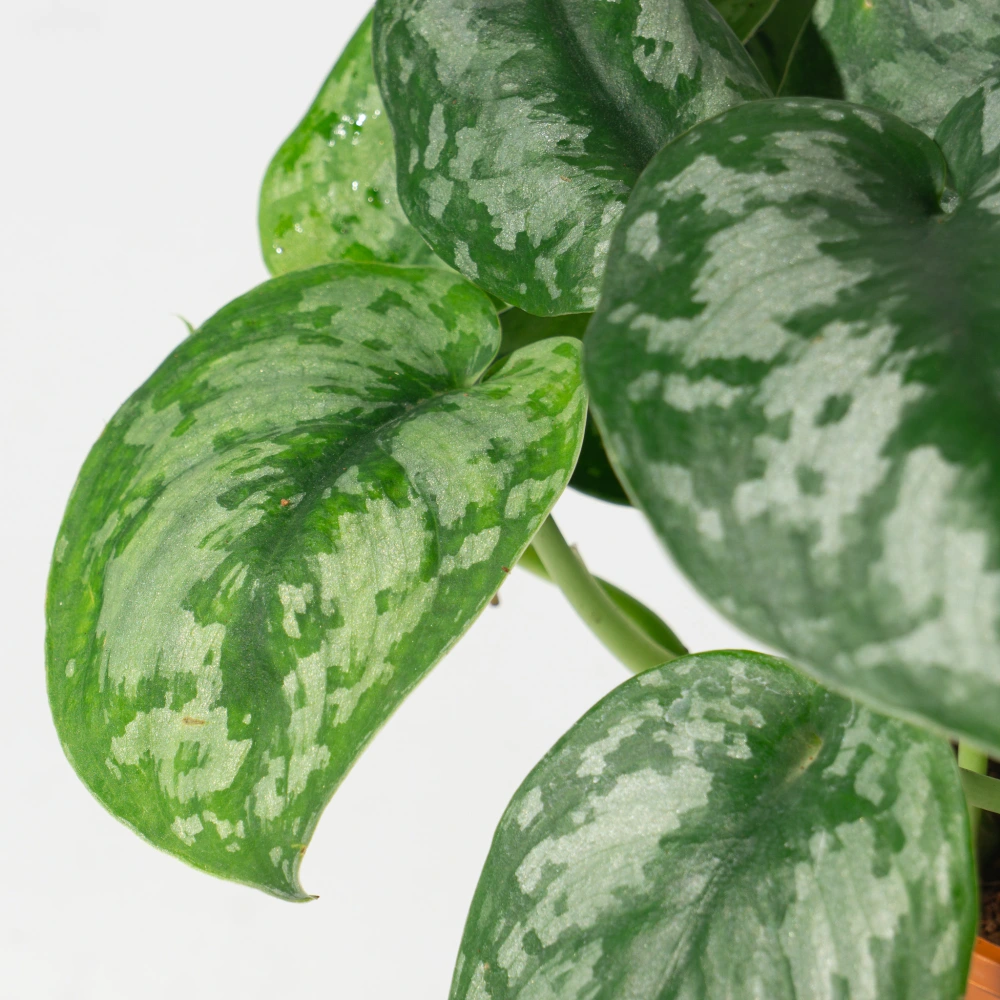 product-gallery