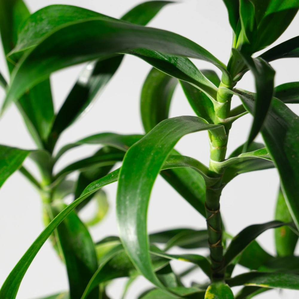 product-gallery