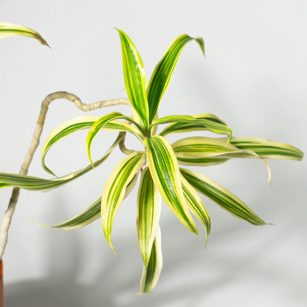 product-gallery