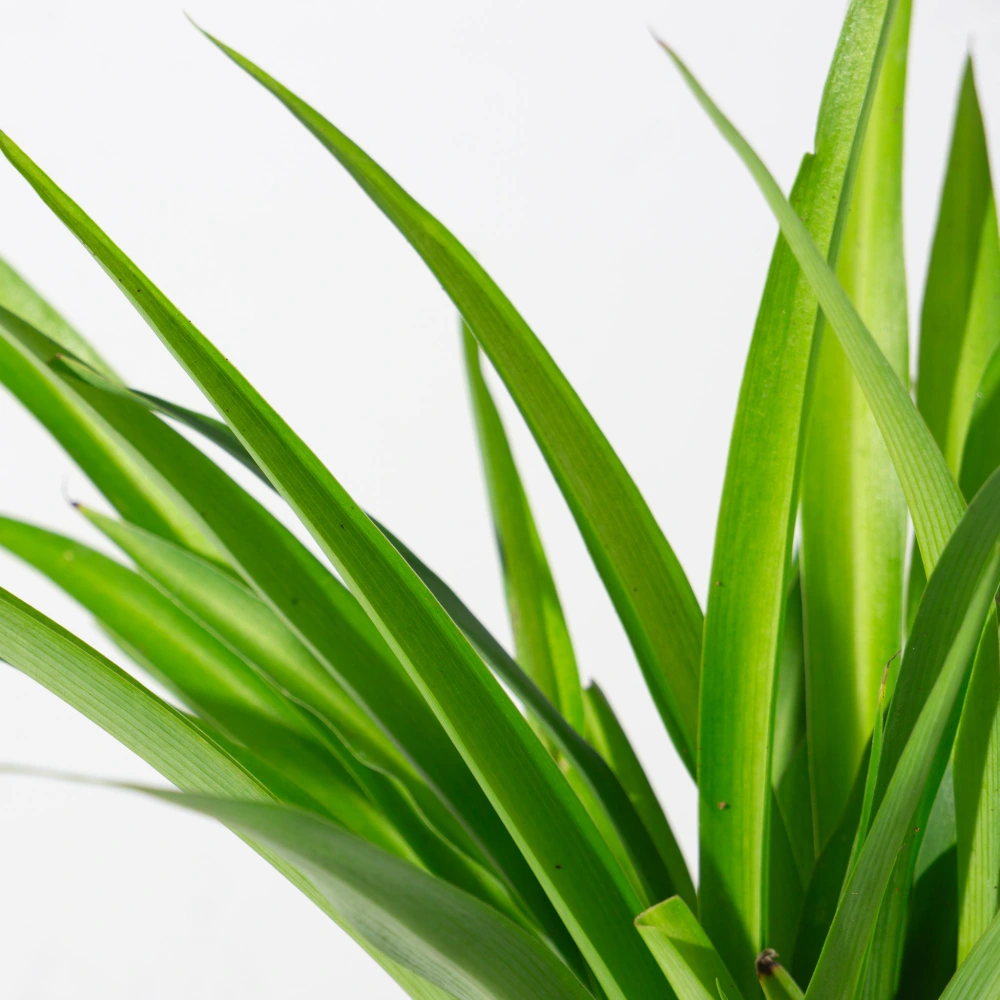 product-gallery
