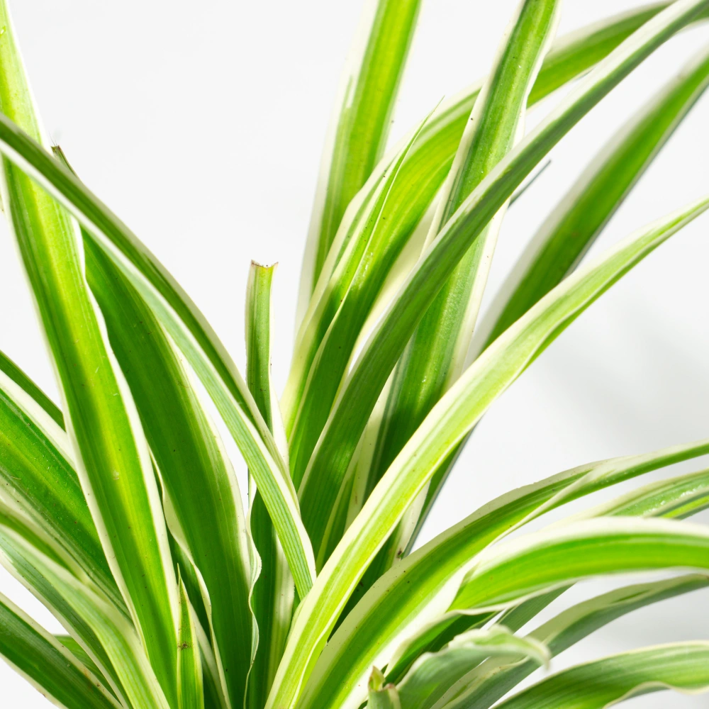 product-gallery