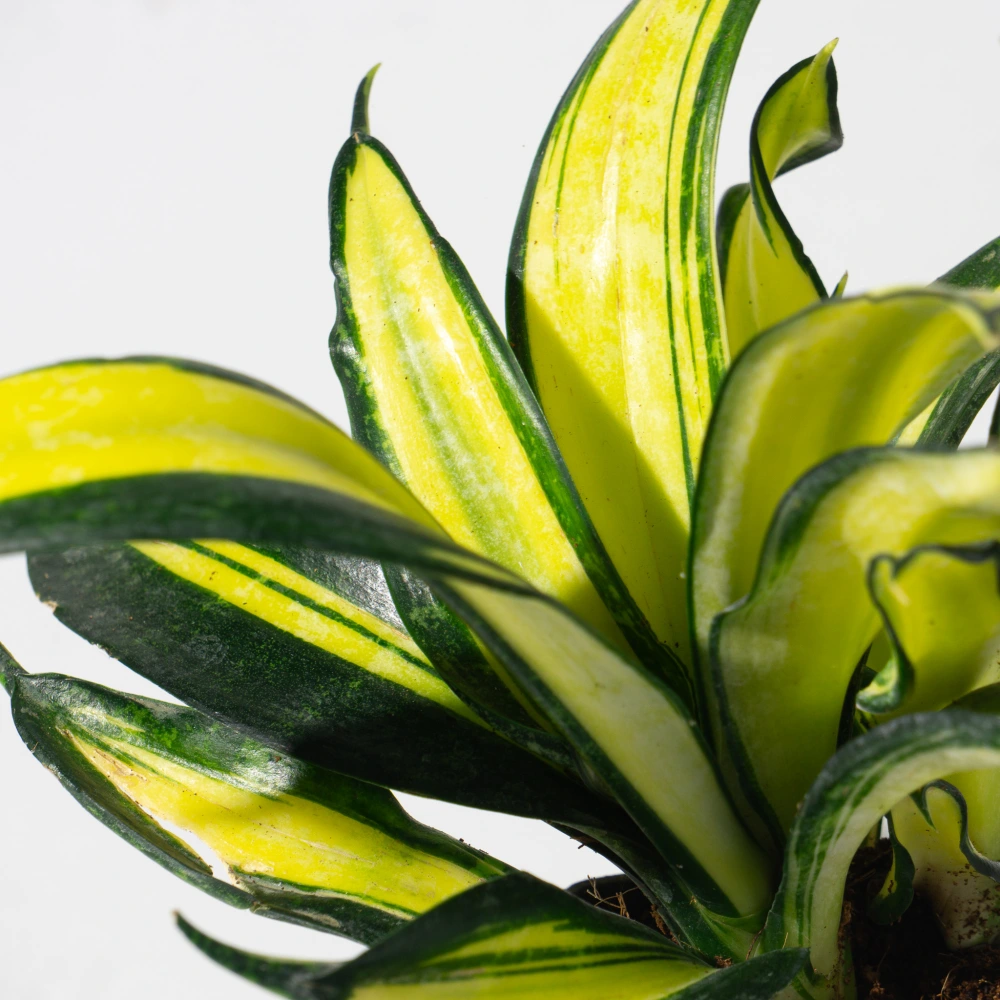 product-gallery