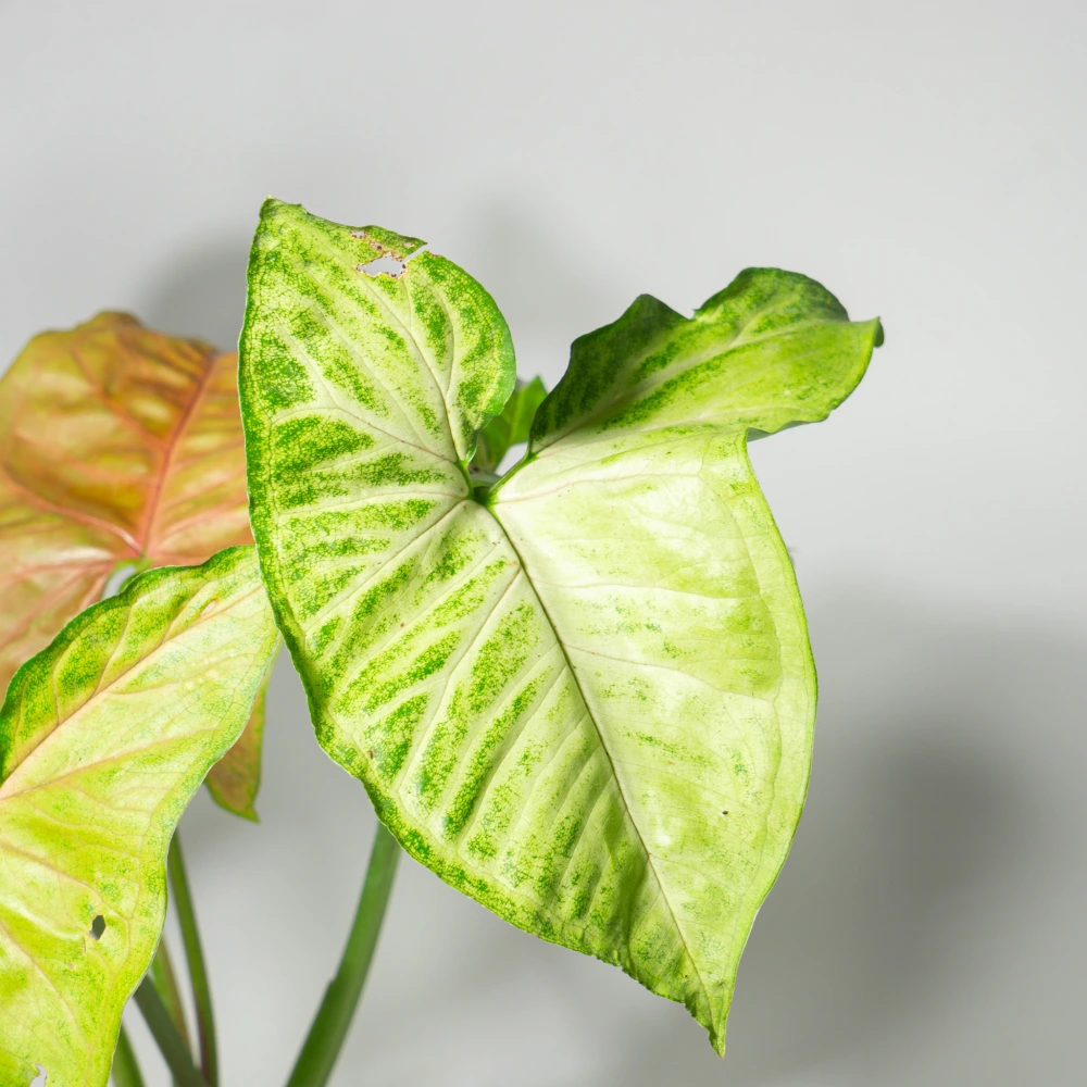 product-gallery