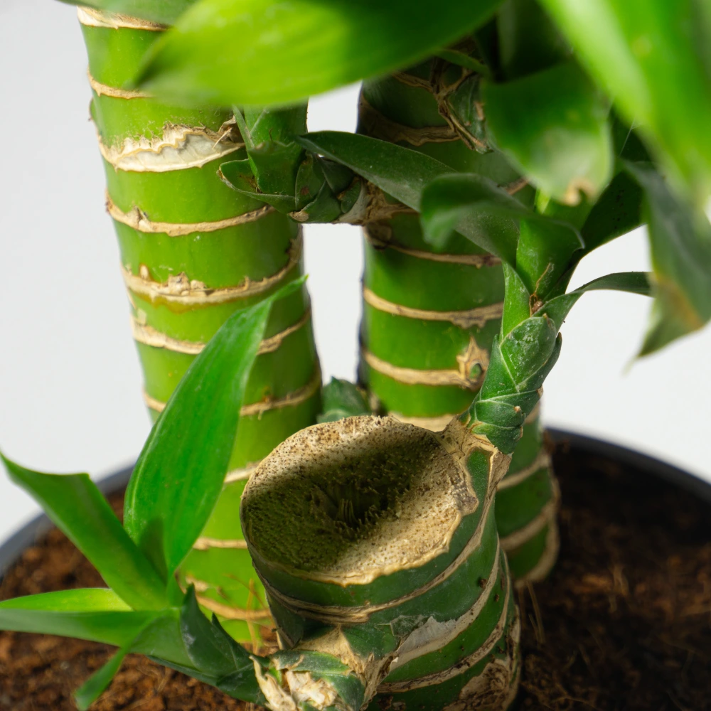 product-gallery