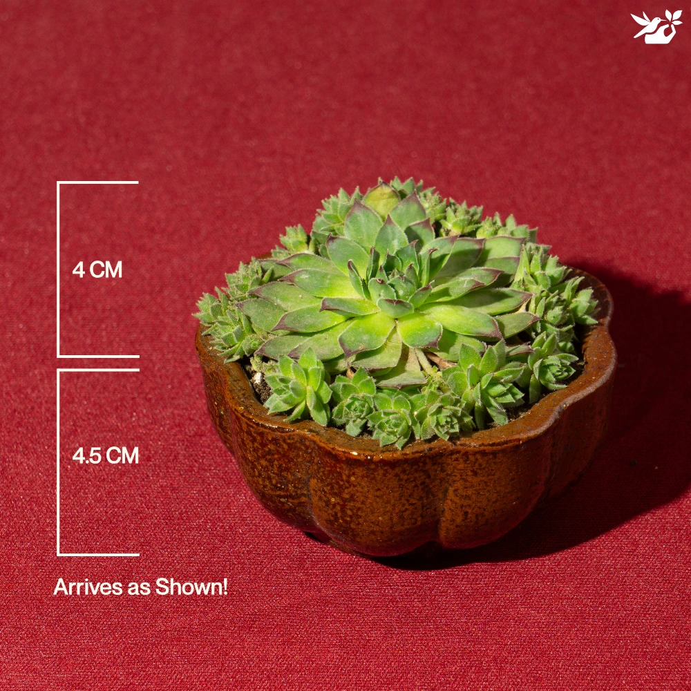 product-gallery