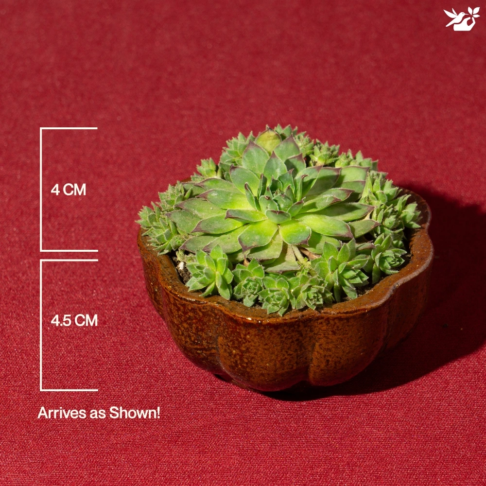 product-gallery