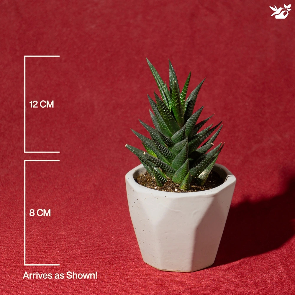 product-gallery