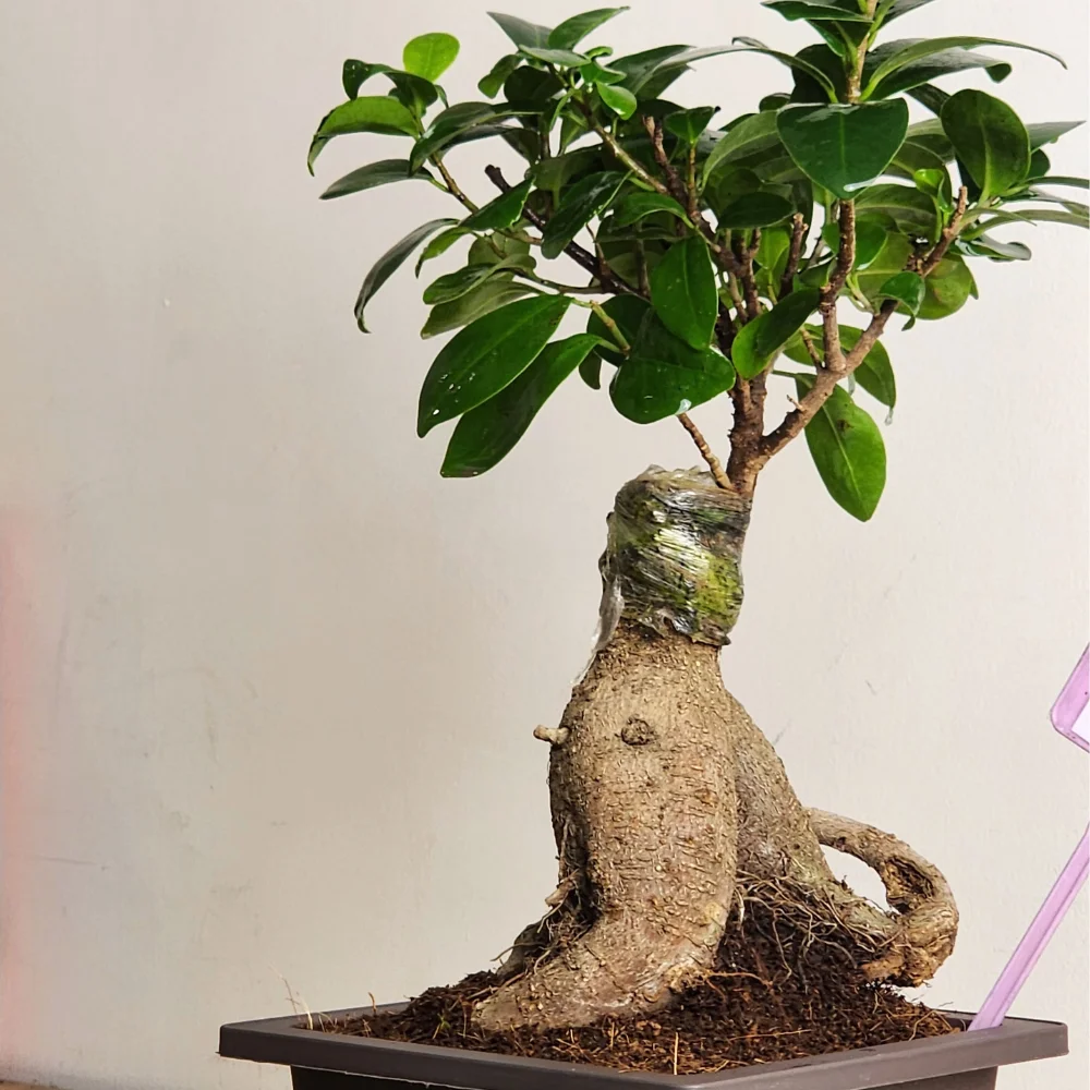 product-gallery
