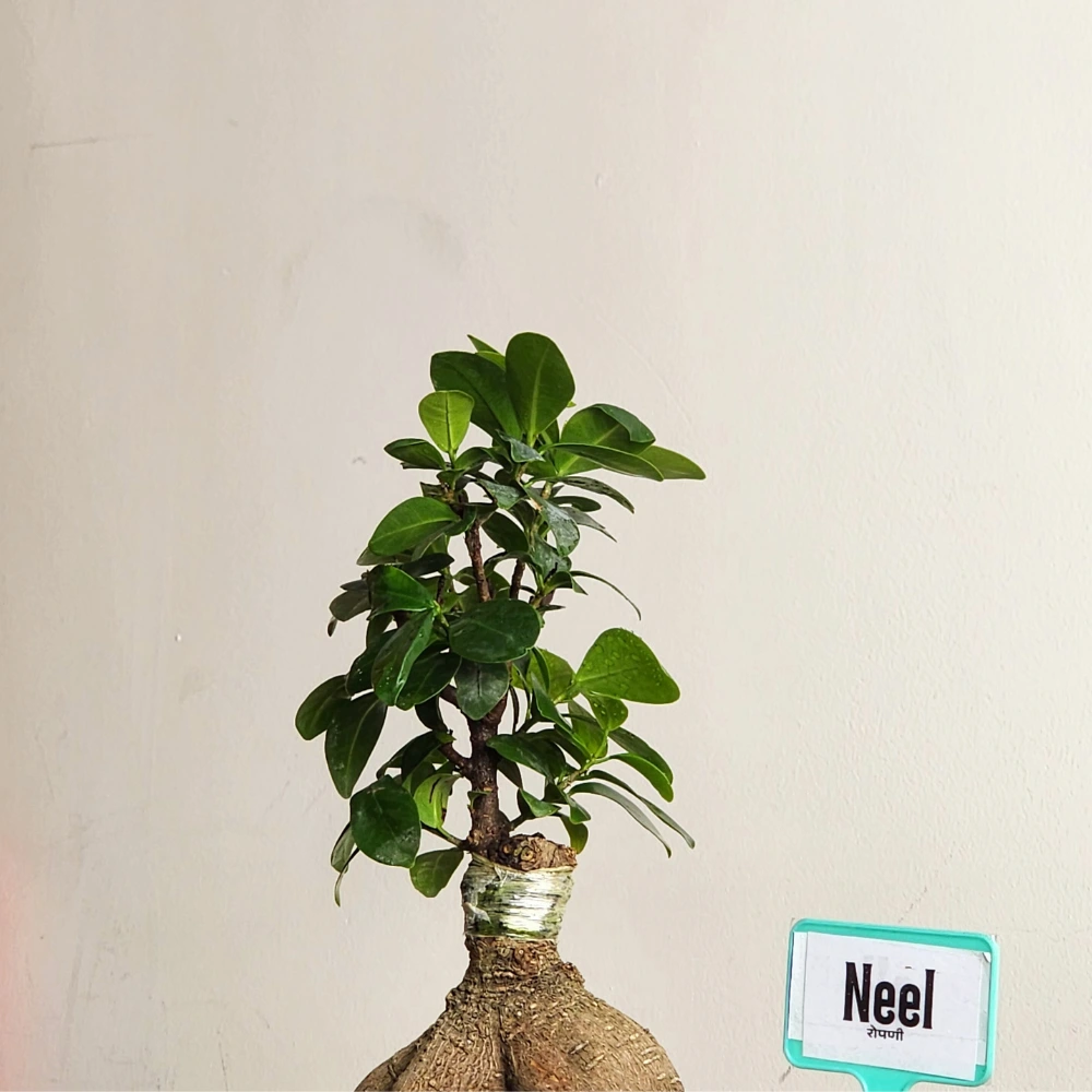 product-gallery
