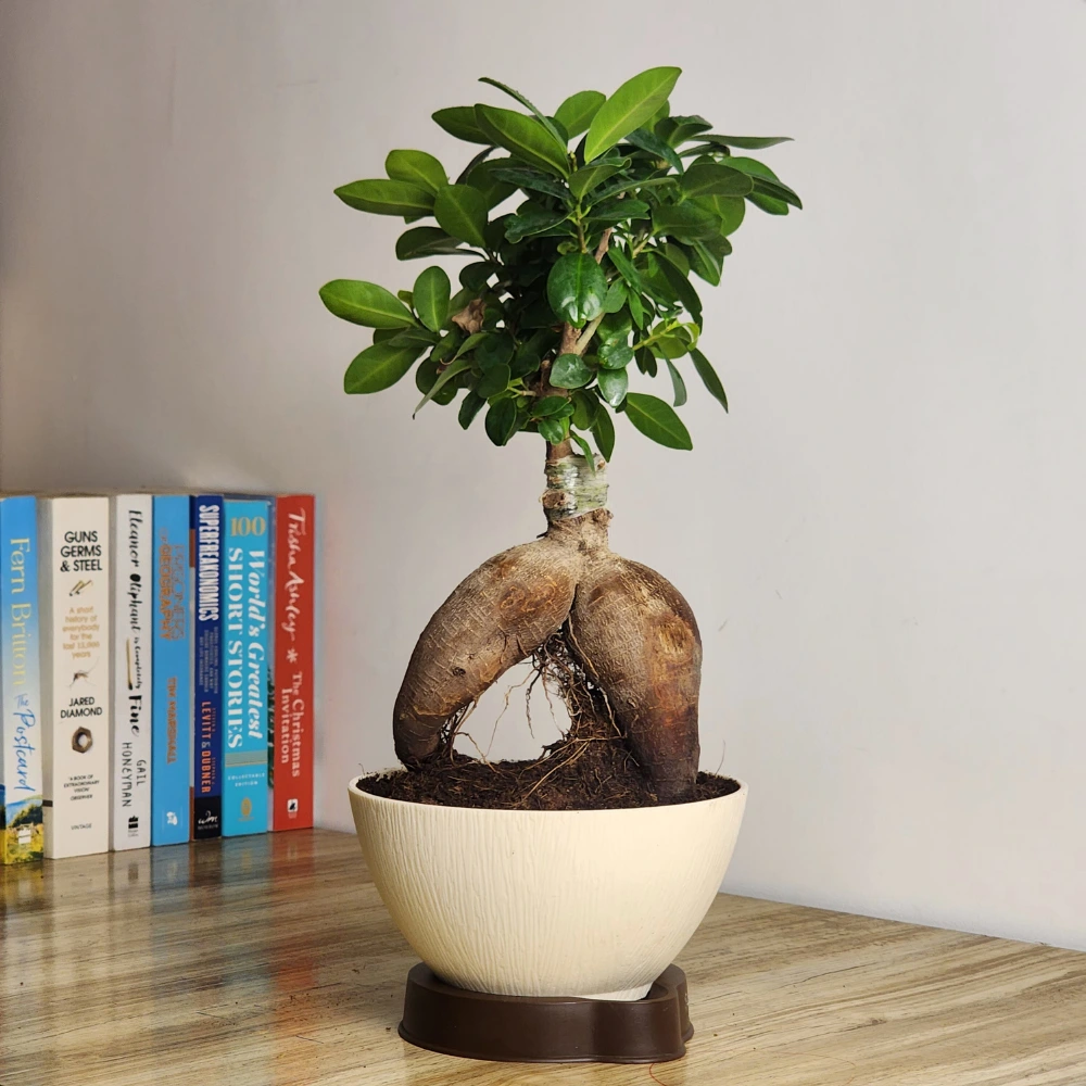 product-gallery