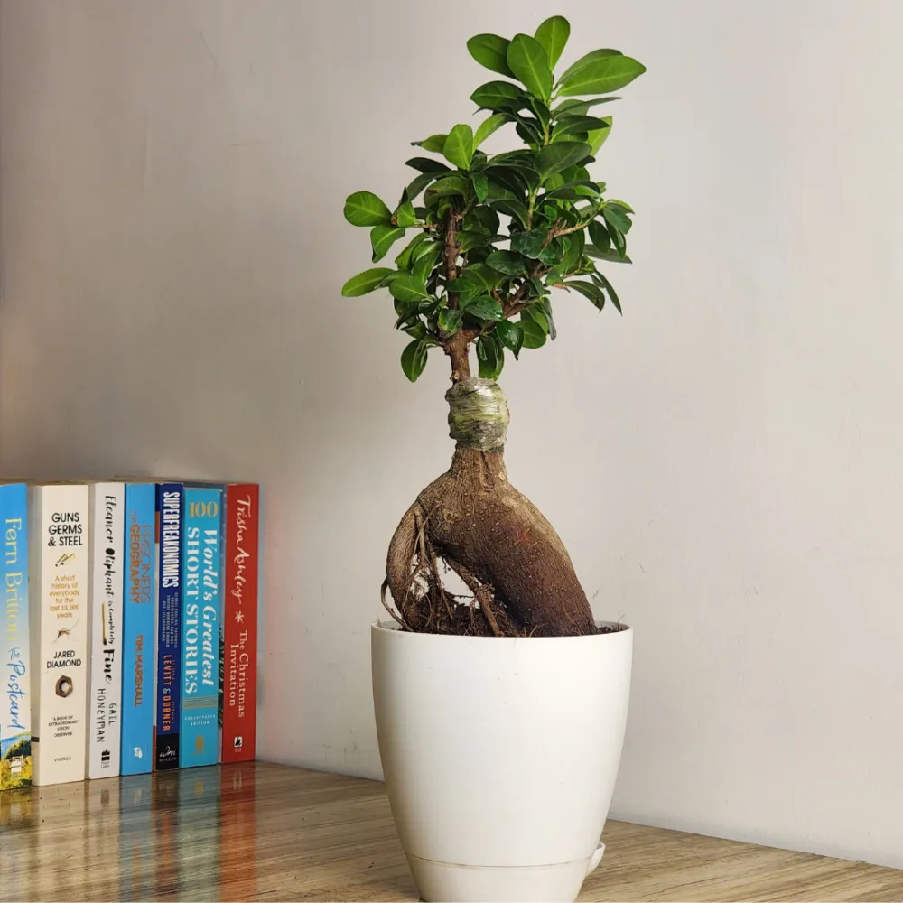 product-gallery